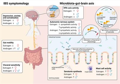 Sex-Bias in Irritable Bowel Syndrome: Linking Steroids to the Gut-Brain Axis